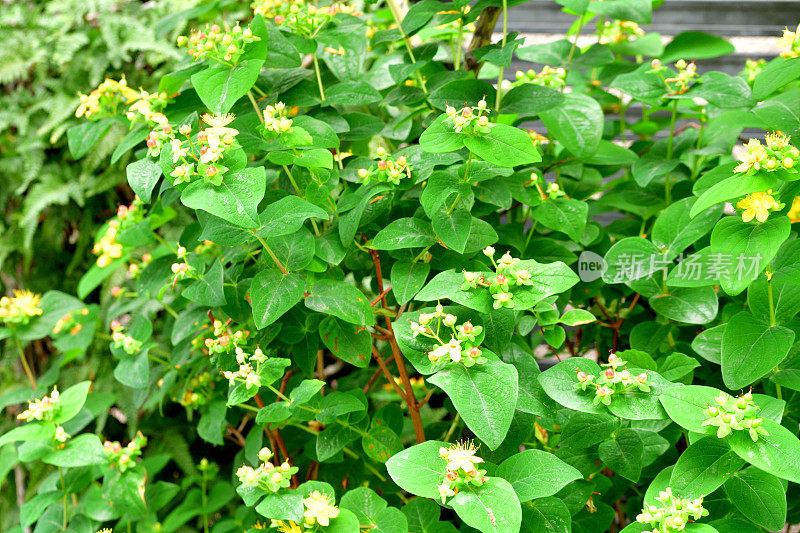 androsaemum / Tutsan / Sweet-amber:花和果